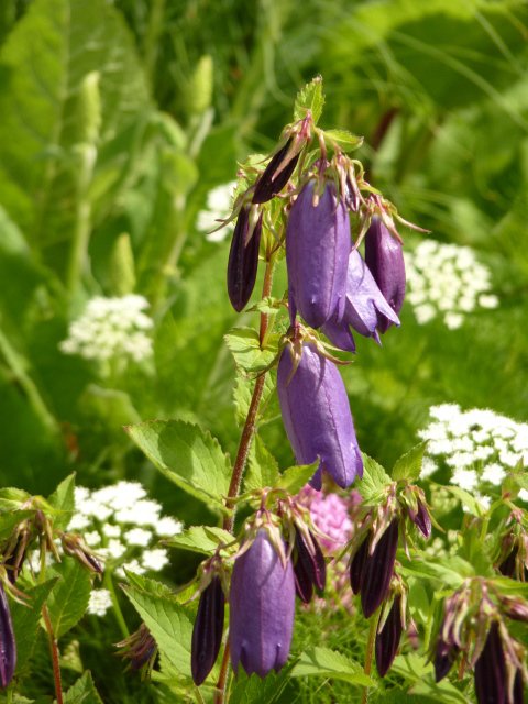 Campanula 'Sarastro'